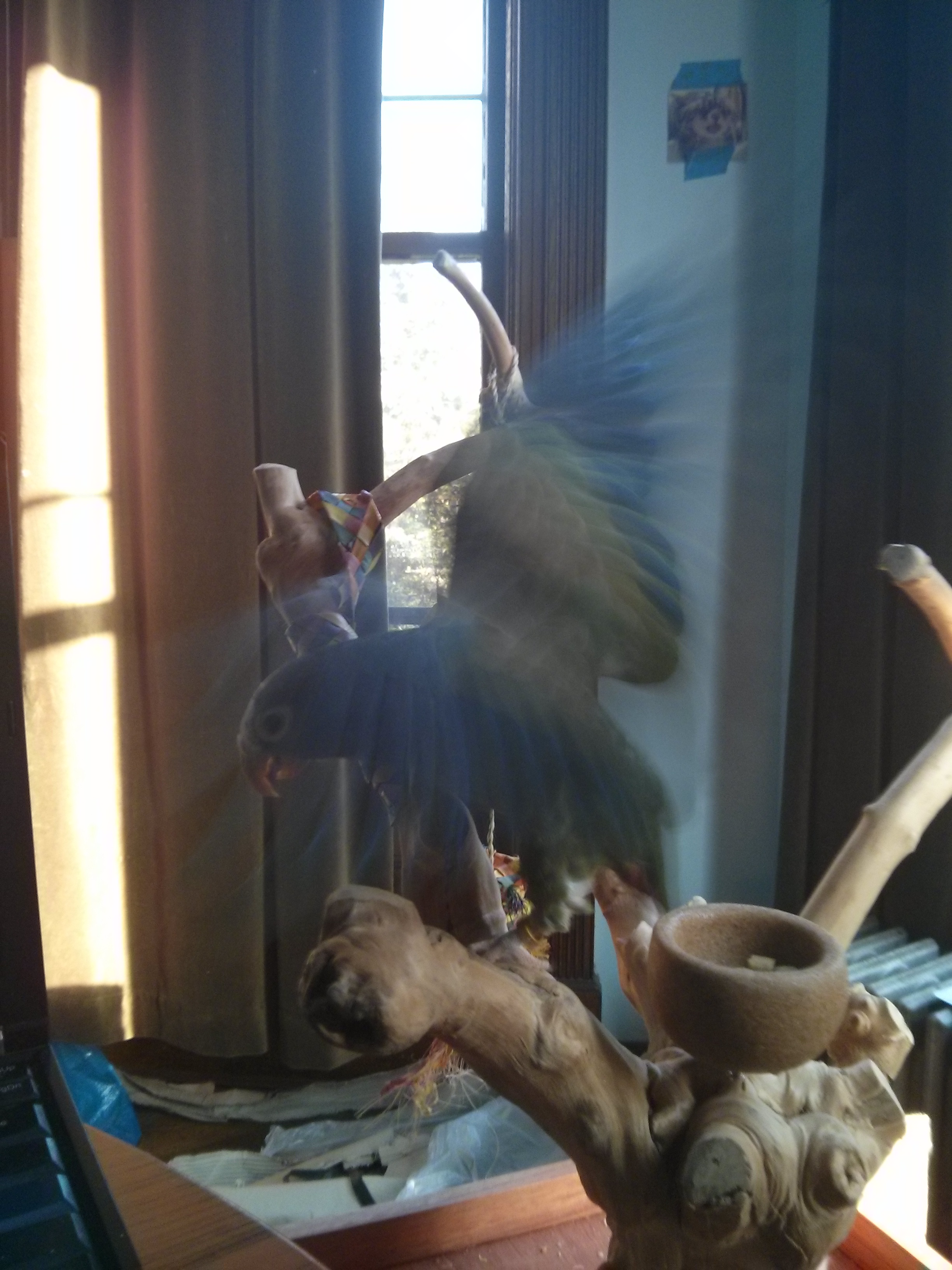 Picture of a parrot flapping